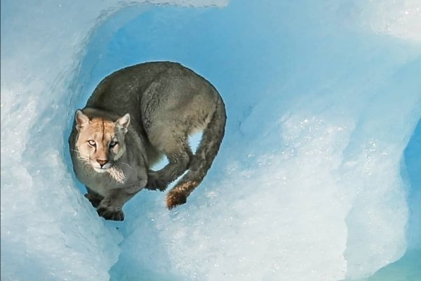 Avistaron un ejemplar de puma sobre un témpano del Glaciar Upsala en Santa Cruz