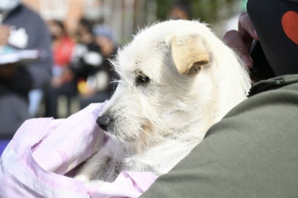 Atenciones veterinarias gratuitas a los barrios Samela, Colombia Granaderos y Santa Margarita