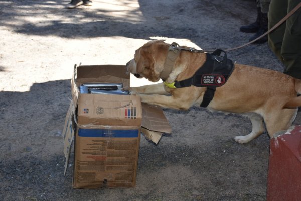 Un can de Gendarmería incautó más de 30 kilos de marihuana