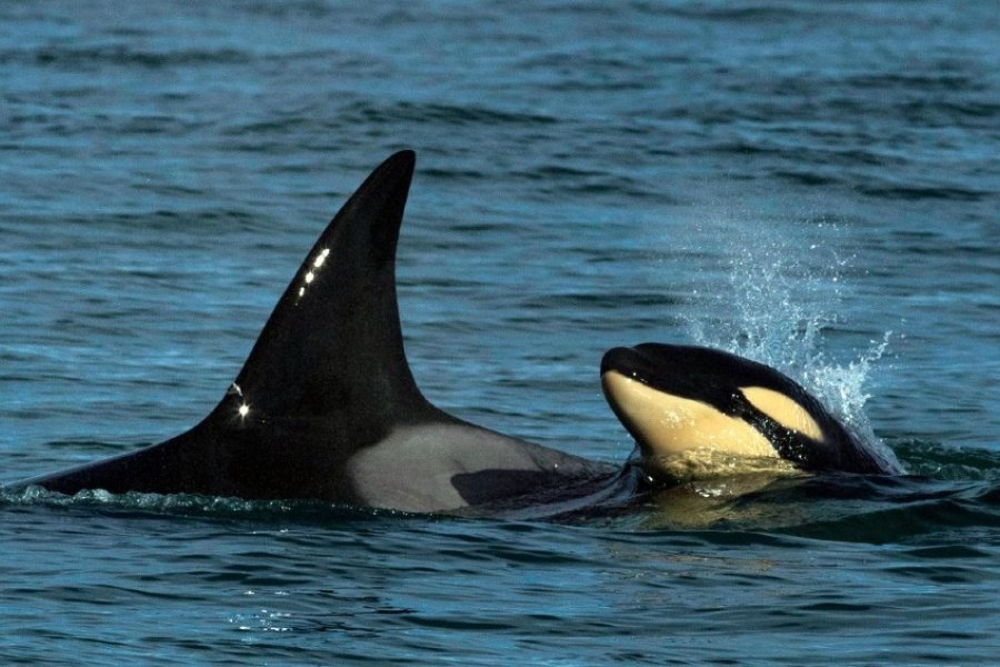 Avistan por primera vez una cría de orcas frente a las costas de Río Negro
