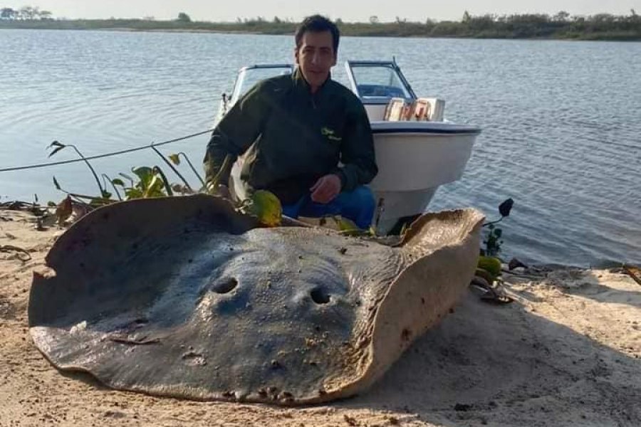 Corrientes: Pescadores capturaron una raya gigante de 120 kilos