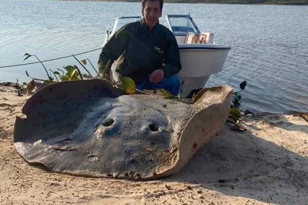 Corrientes: Pescadores capturaron una raya gigante de 120 kilos