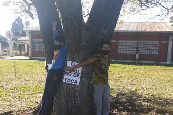 Sauceños se unen para impedir la tala de un árbol histórico