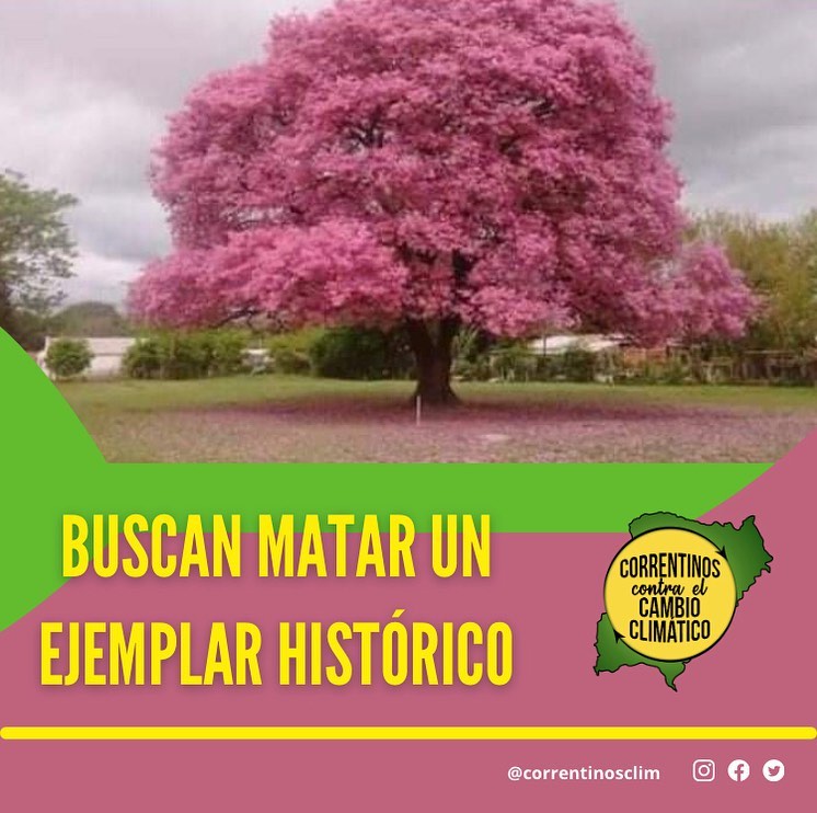 Sauceños se unen para impedir la tala de un árbol histórico - Interior |  Corrientes Hoy