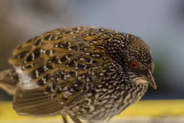Buscan rastros de una rara ave para conocer su canto y sus hábitos