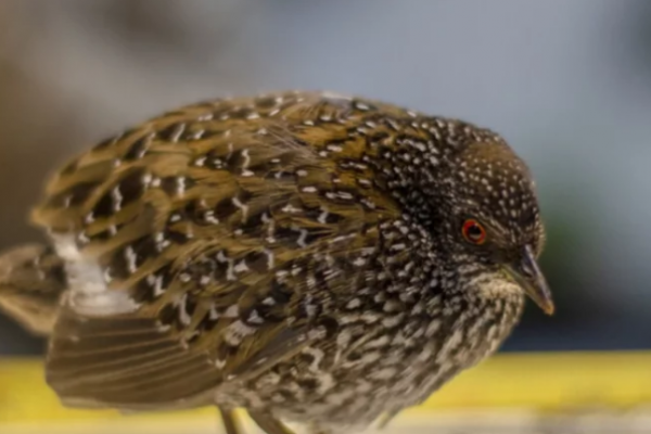 Preparativos para la observación de aves silvestres y en libertad