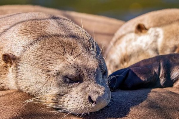 Determinaron el sexo de los tres cachorros de nutria gigante del Iberá