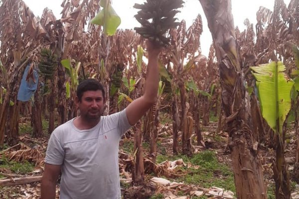 Las heladas arrasaron su plantación de bananas y pide ayuda