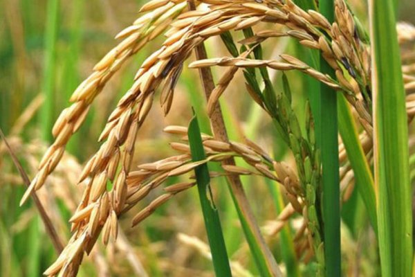 Liderada por Corrientes, la producción de arroz aumentó 20% en Argentina