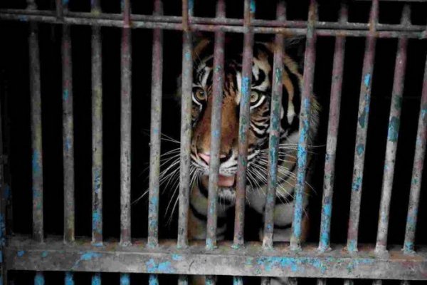 Dos tigres de Sumatra se contagiaron coronavirus en un zoológico de Indonesia