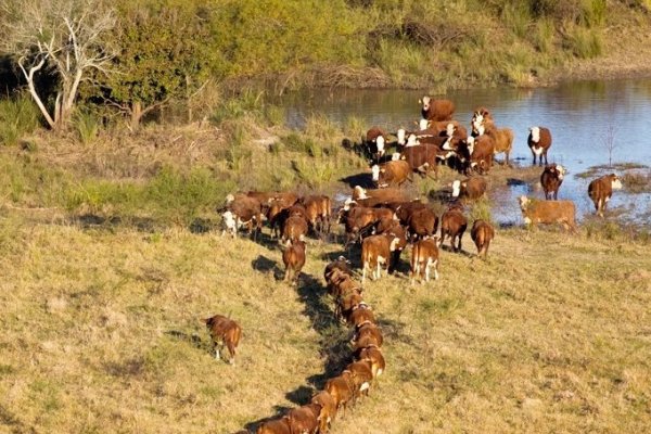 La helada quemó pasturas y afectará la calidad de los cortes cárnicos