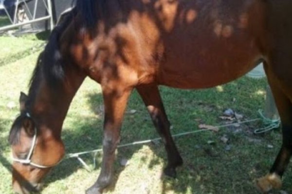 Un caballo pateó en la cara a un nene y lo dejó en grave estado