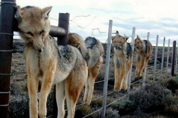 Polémica en Chubut por una ley que paga por cazar pumas y zorros
