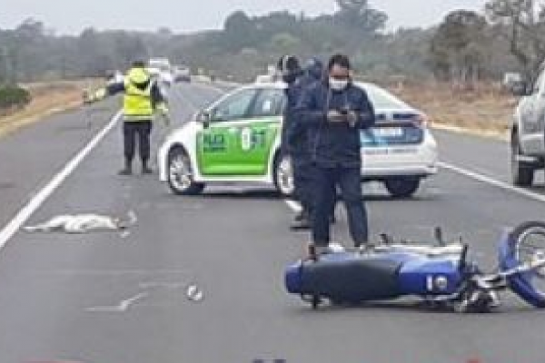 Motociclista herido al chocar contra un perro en Ruta 12