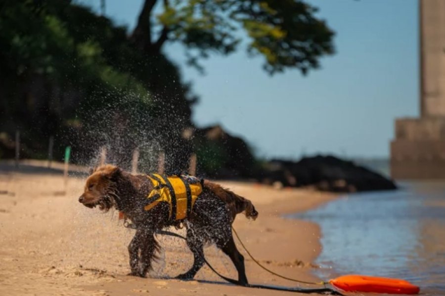 Capital: Dictarán un curso de salvamento acuático asistido con perros