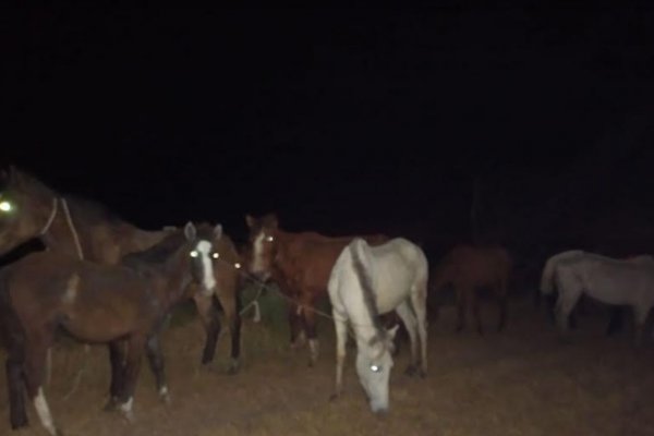 La Policía evitó la sustracción de once caballos del predio de Mapac