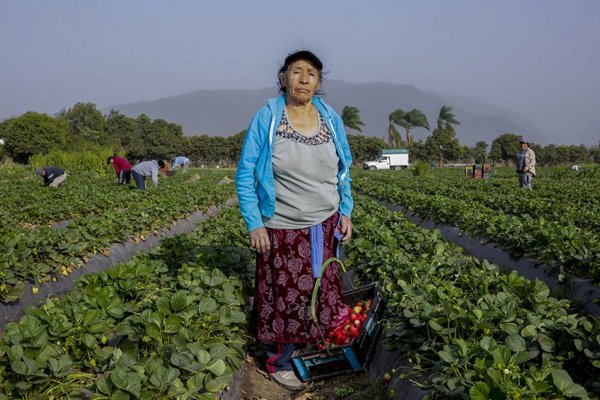 Pondrán en marcha un plan de promoción y protección del trabajo rural registrado