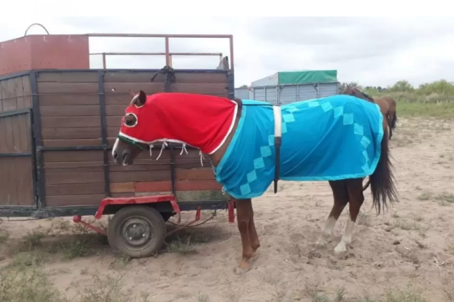 La Policía impidió una carrera de caballos clandestina en San Carlos