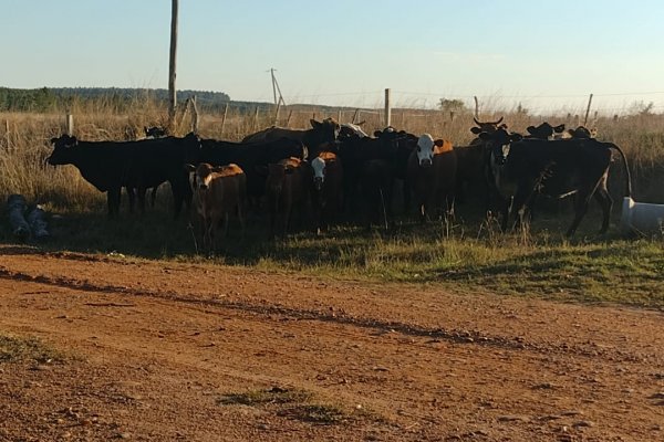 Abigeato en La Cruz: Secuestraron 24 animales vacunos