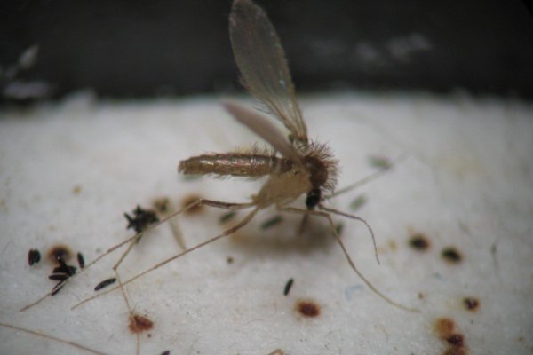 Investigadores de la UNNE describen una nueva especie de insecto flebótomo