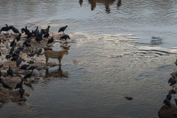 Fotografiaron a un yaguareté en el agua y rodeado de pájaros en las Cataratas del Iguazú