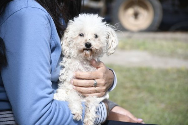 Las atenciones veterinarias gratuitas llegan a cuatro barrios de Capital