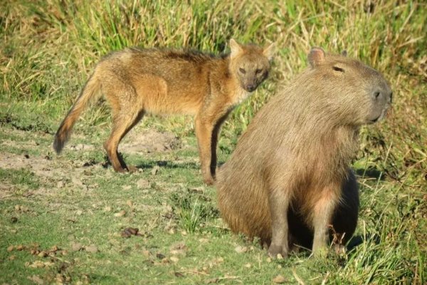 Dada la extrema sequía, piden extremar los cuidados de la fauna