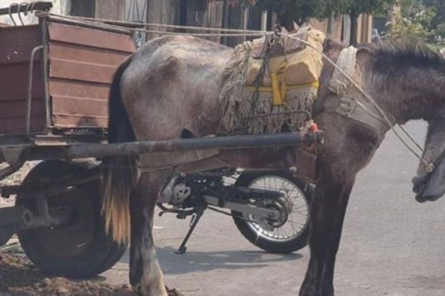 Un caballo murió cuando empujaba un carro, lo abandonaron y siguieron viaje