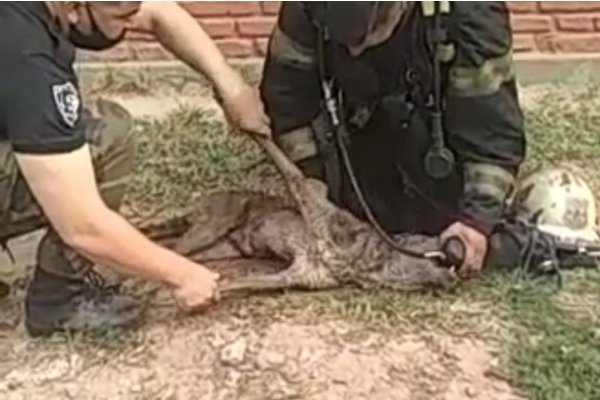 Dos policías le salvaron la vida a un perro en el incendio de una casa