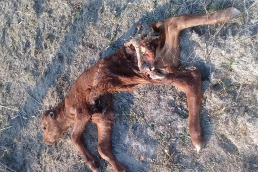 Ataques de pumas en campos de Corrientes: Temen por el ganado y piden ayuda