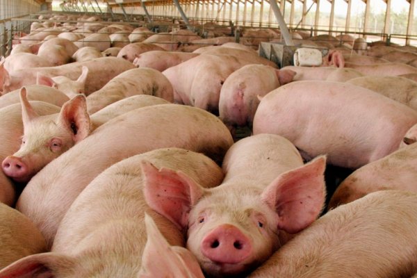 Riesgo sanitario y ambiental acompañaría la instalación de factorías de carne porcina
