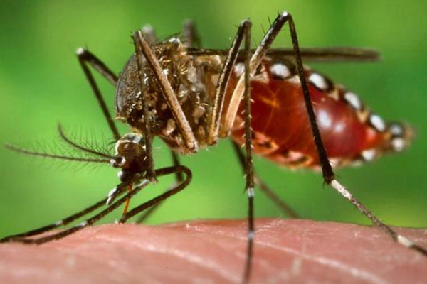 Murió un juez por dengue