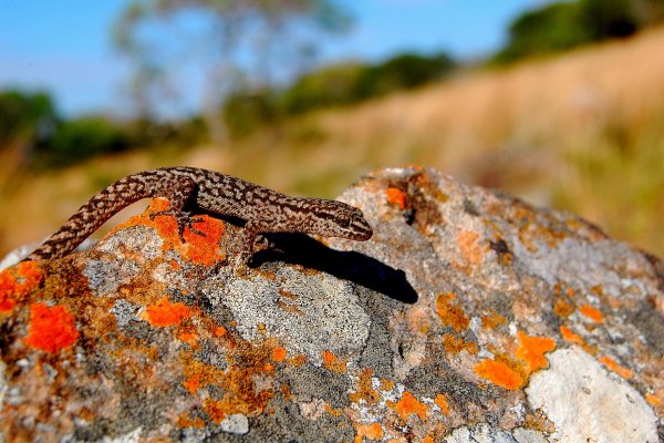 Destacan un sitio natural de Corrientes con gran relevancia para la conservación de anfibios y reptiles