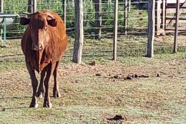 Detienen a un hombre y secuestran animal vacuno que sería robado