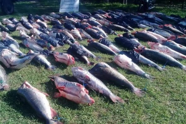 Transportaban en un auto más de 600 kilos de pescados