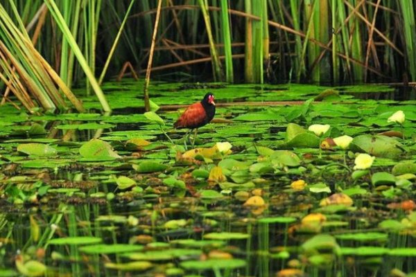 Los esteros del Iberá se suman a los paseos del mapa virtual de la Argentina