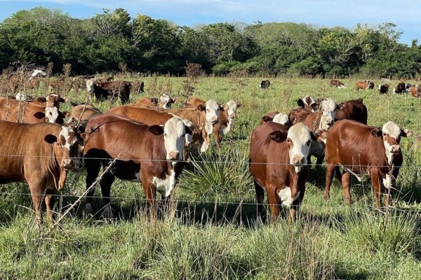 La producción ganadera en Corrientes, ¿cumple con normas ambientales y de sustentabilidad?