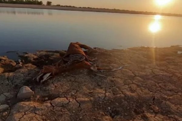 Corrientes: Denuncian mortandad de caballos en la costa del río Paraná