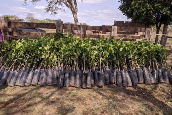 Planes Limón y Nuez Pecán: Renovado impulso para los proyectos productivos en la provincia