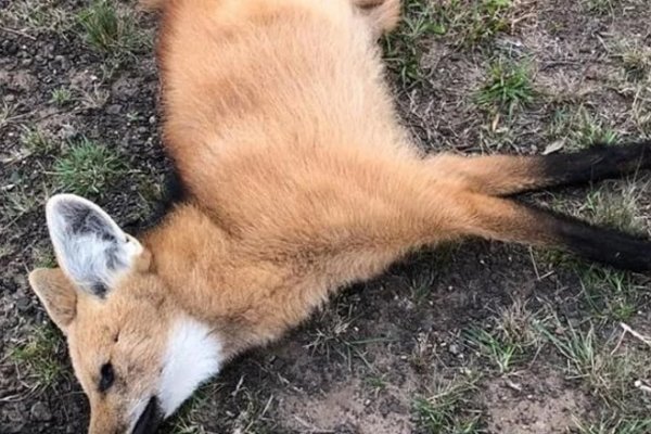 Embistieron a un aguará guazú en Corrientes y lo dejaron abandonado en la ruta