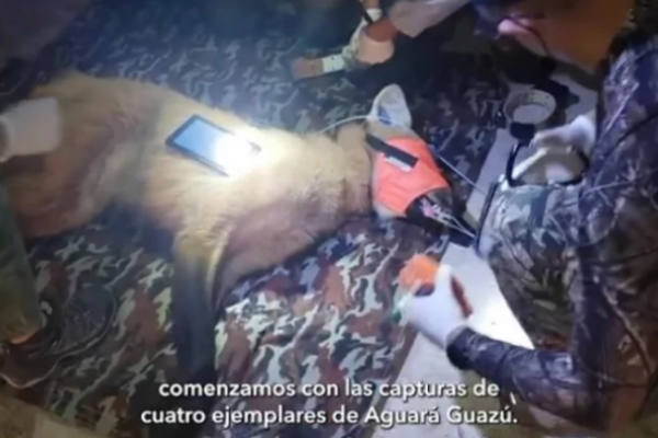 Por primera vez utilizan tecnología de punta para monitorear al aguará guazú