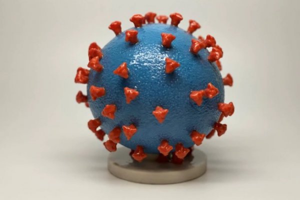 Descubren la clave que puede interferir en el avance del coronavirus sobre las células humanas