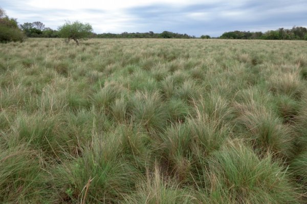 Analizan el estado de fragmentación y pérdida de los pastizales naturales en la región