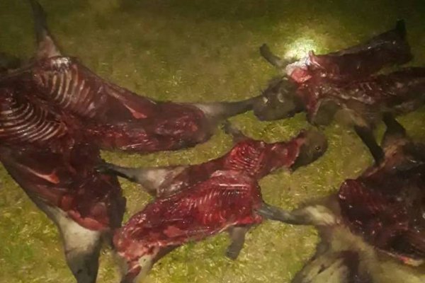 Depredadores fueron detenidos con siete carpinchos en el interior de Corrientes