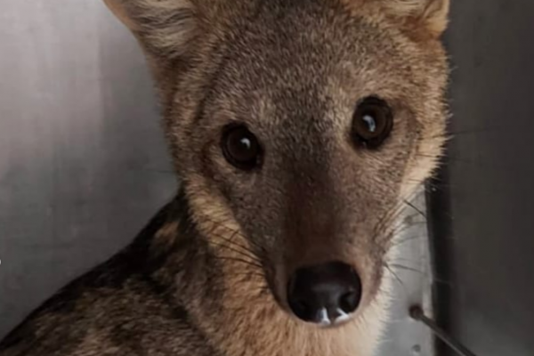 Rescataron y liberaron a un zorro de monte que había sido atropellado en Corrientes
