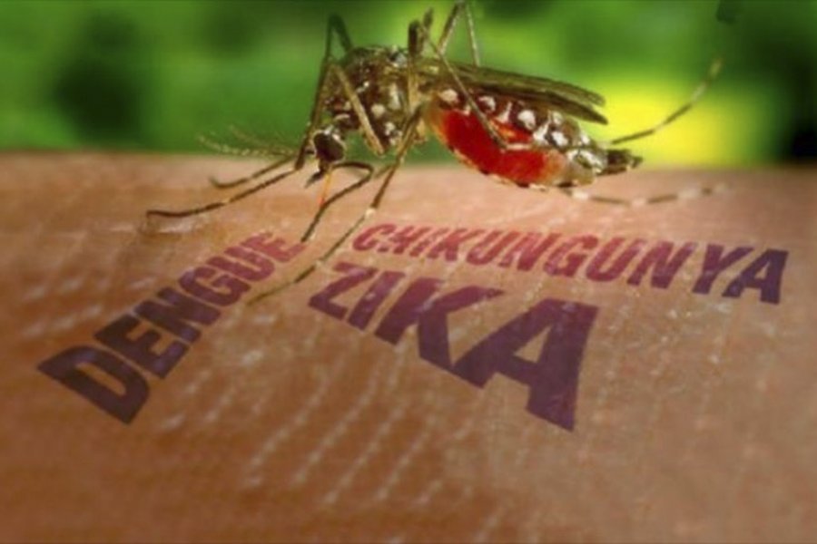 Investigadores argentinos descubren mecanismo clave de los virus de dengue y zika