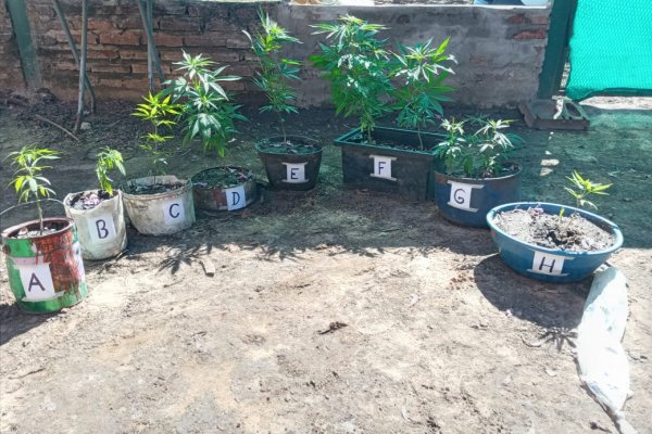 Policías encontraron plantas de marihuana en medio de un allanamiento