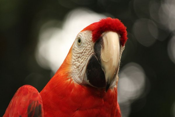 Corrientes: se perdió una pichona de guacamayo rojo, una especie considerada “extinta” en Argentina