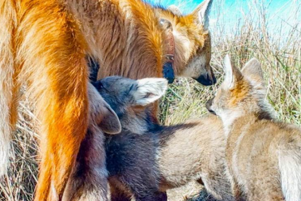 Lograron las primeras imágenes de tres cachorros de Aguará Guazú