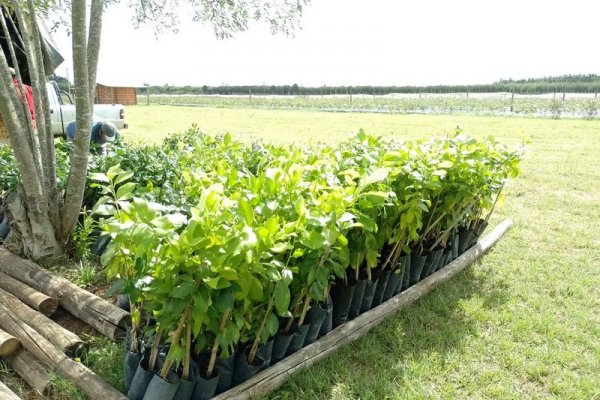 Plan Limón: En Chavarría y Tabay continuó la distribución de plantas a pequeños productores beneficiarios